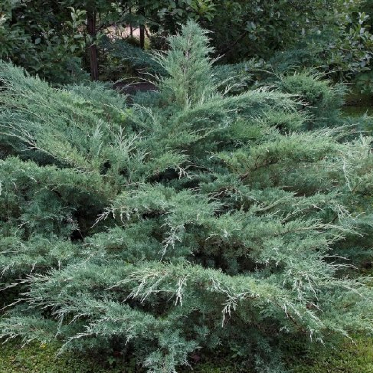 Можжевельник виргинский Hetz в каталоге СЦ Корекозево