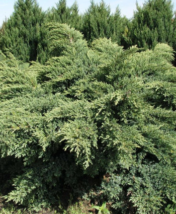 Можжевельник виргинский Hetz в каталоге СЦ Корекозево