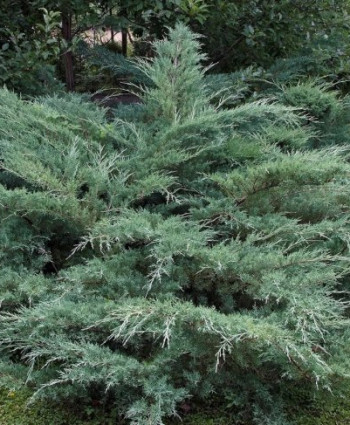 Можжевельник виргинский Hetz в каталоге СЦ Корекозево