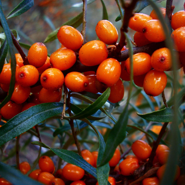 Фото 1. Облепиха «Джемовая» в каталоге СЦ Корекозево