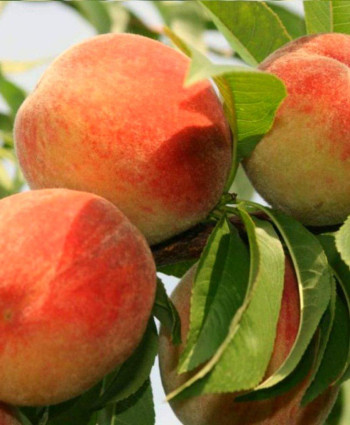 Персик «Красная Москва» в каталоге СЦ Корекозево