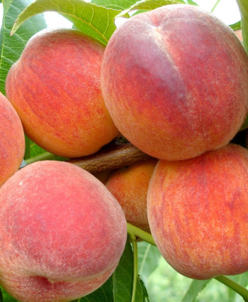 Персик «Ред Хейвен» (Красная горка) в каталоге СЦ Корекозево