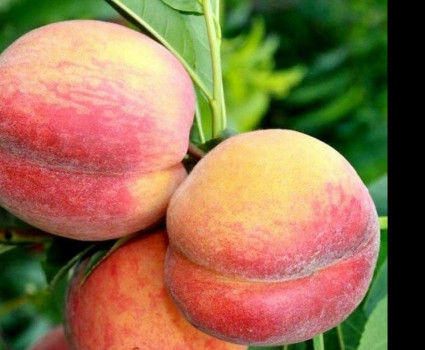 Персик «Золотая Москва» в каталоге СЦ Корекозево