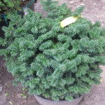 Миниатюра 3. Пихта бальзамическая 