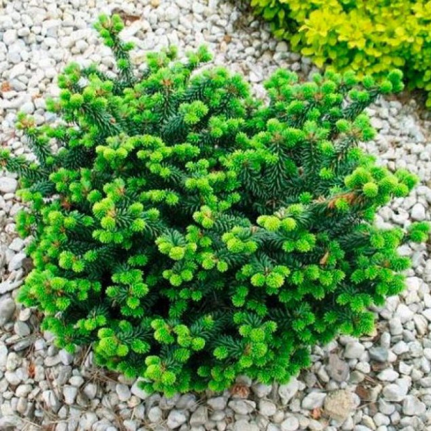 Фото 4. Пихта бальзамическая 