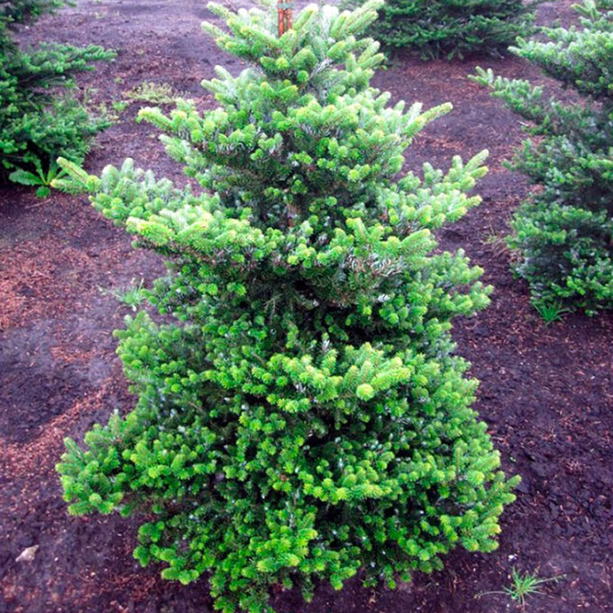 Пихта корейская в каталоге СЦ Корекозево