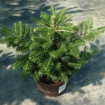 Миниатюра 4. Пихта корейская в каталоге СЦ Корекозево