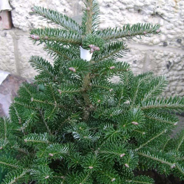 Фото 3. Пихта корейская в каталоге СЦ Корекозево