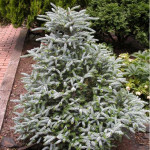 Миниатюра 1. Пихта корейская 