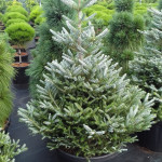 Миниатюра 3. Пихта корейская 