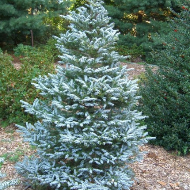 Фото 2. Пихта корейская 