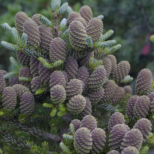 Фото 4. Пихта корейская 