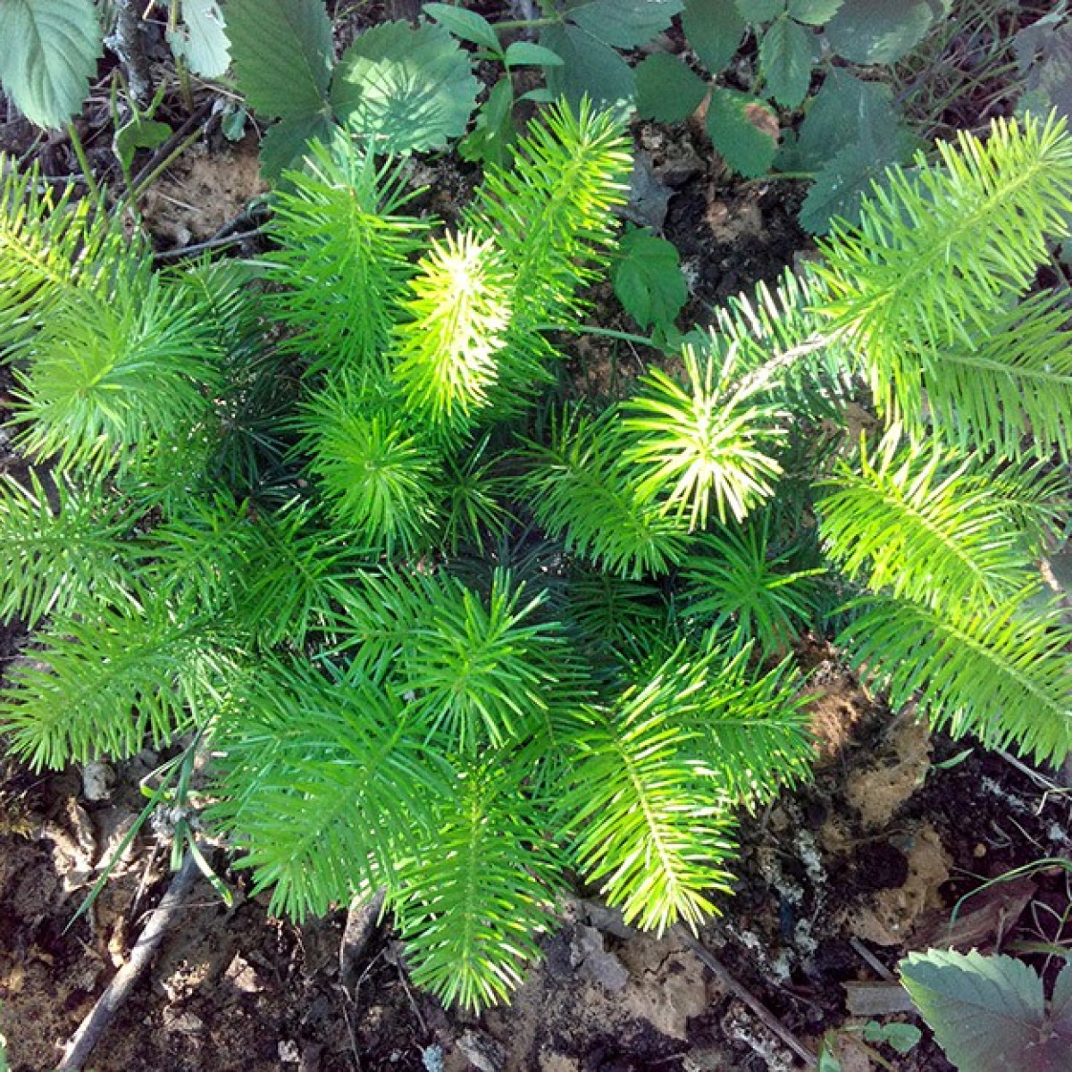 Пихта сибирская в каталоге СЦ Корекозево