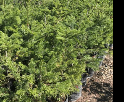 Пихта сибирская в каталоге СЦ Корекозево