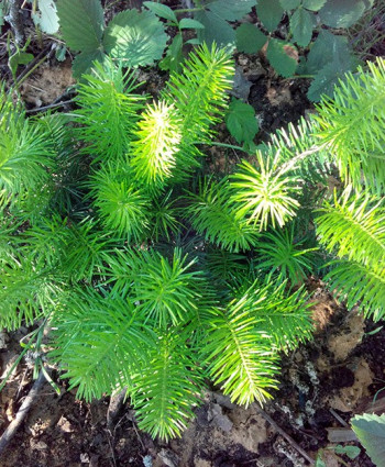 Пихта сибирская в каталоге СЦ Корекозево