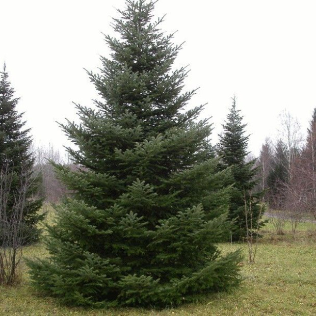 Фото 2. Пихта сибирская в каталоге СЦ Корекозево
