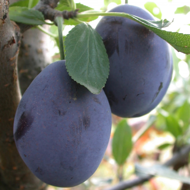 Фото 3. Слива «Стенли» в каталоге СЦ Корекозево