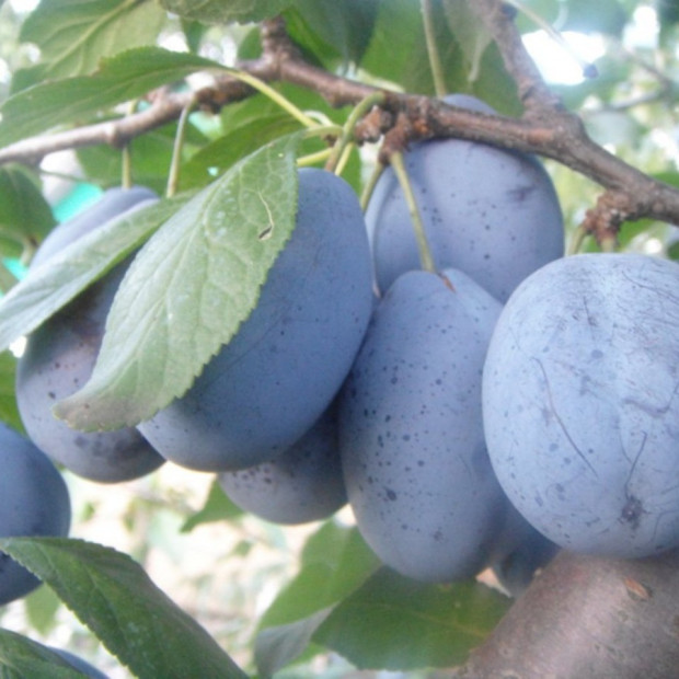 Фото 1. Слива «Стенли» в каталоге СЦ Корекозево