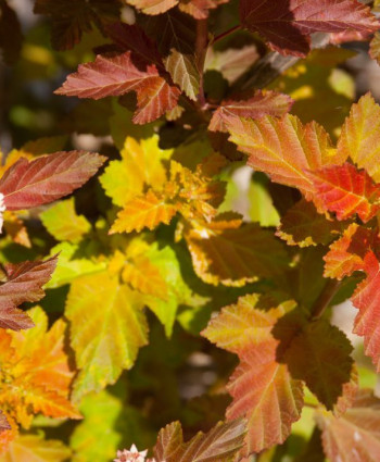 Пузыреплодник «Эмбер Джубили» в каталоге СЦ Корекозево