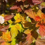 Миниатюра 1. Пузыреплодник 