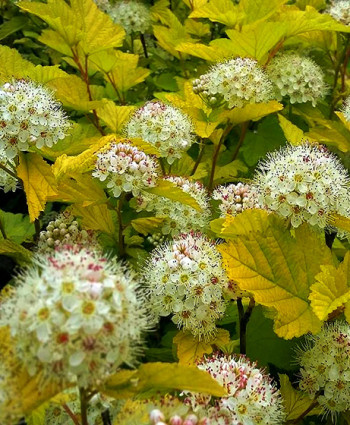 Пузыреплодник «Лютеус» в каталоге СЦ Корекозево