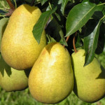 Миниатюра 4. Груша «Чижовская» в каталоге СЦ Корекозево