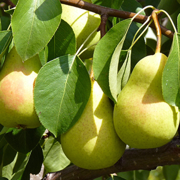Фото 1. Груша «Чижовская» в каталоге СЦ Корекозево