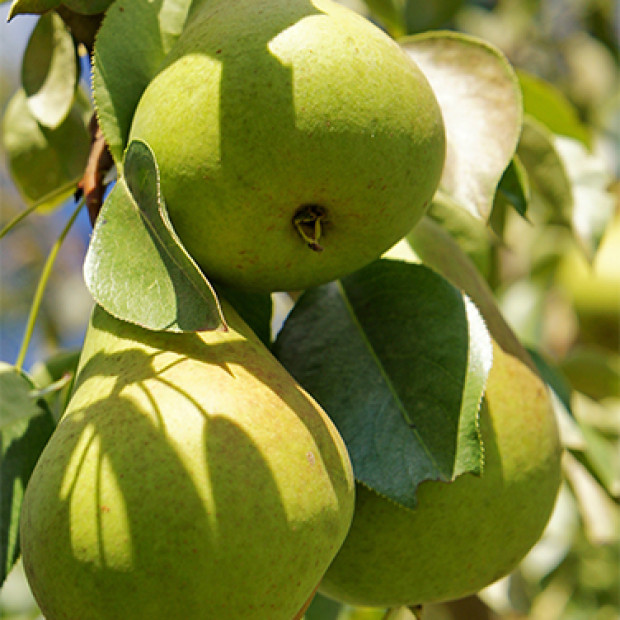 Фото 2. Груша «Чижовская» в каталоге СЦ Корекозево