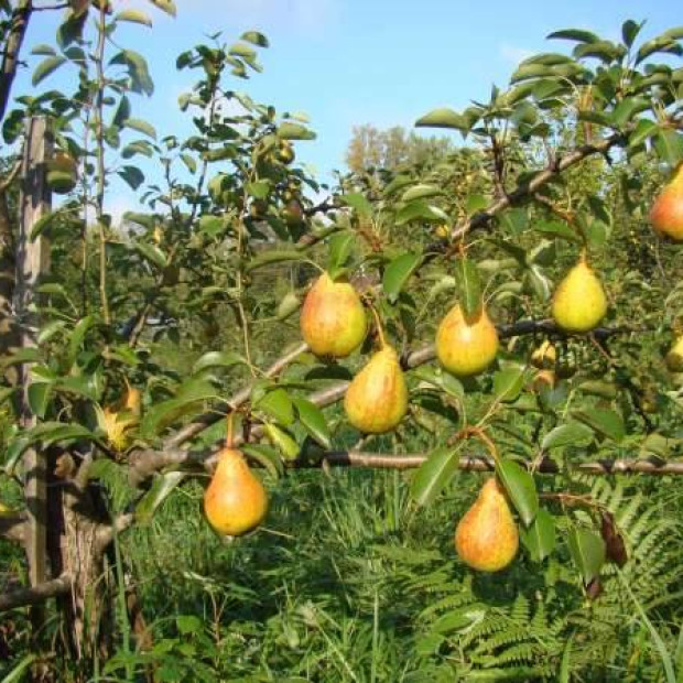 Фото 3. Груша «Чижовская» в каталоге СЦ Корекозево