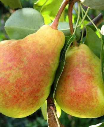 Груша «Лада» в каталоге СЦ Корекозево