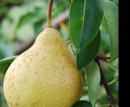 Груша «Москвичка» в каталоге СЦ Корекозево