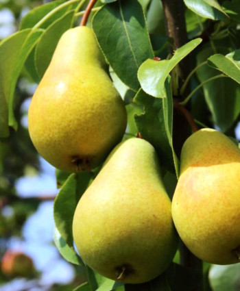 Груша «Москвичка» в каталоге СЦ Корекозево