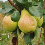 Миниатюра 2. Груша «Москвичка» в каталоге СЦ Корекозево