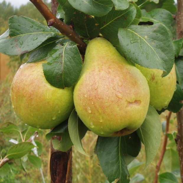 Фото 2. Груша «Москвичка» в каталоге СЦ Корекозево