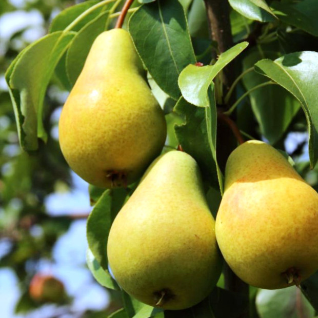 Фото 3. Груша «Москвичка» в каталоге СЦ Корекозево