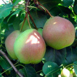 Миниатюра 1. Груша «Десертная» россошанская в каталоге СЦ Корекозево