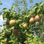 Миниатюра 2. Груша «Десертная» россошанская в каталоге СЦ Корекозево