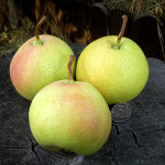 Миниатюра 3. Груша «Десертная» россошанская в каталоге СЦ Корекозево