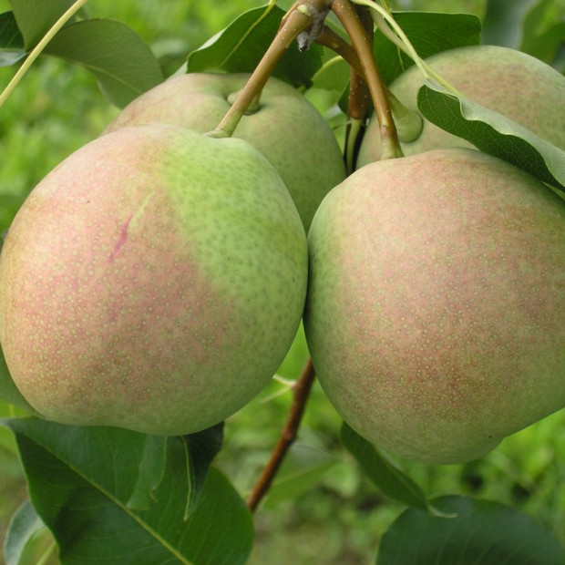 Фото 4. Груша «Десертная» россошанская в каталоге СЦ Корекозево