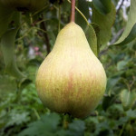 Миниатюра 2. Груша «Просто Мария» в каталоге СЦ Корекозево