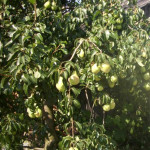 Миниатюра 3. Груша «Просто Мария» в каталоге СЦ Корекозево