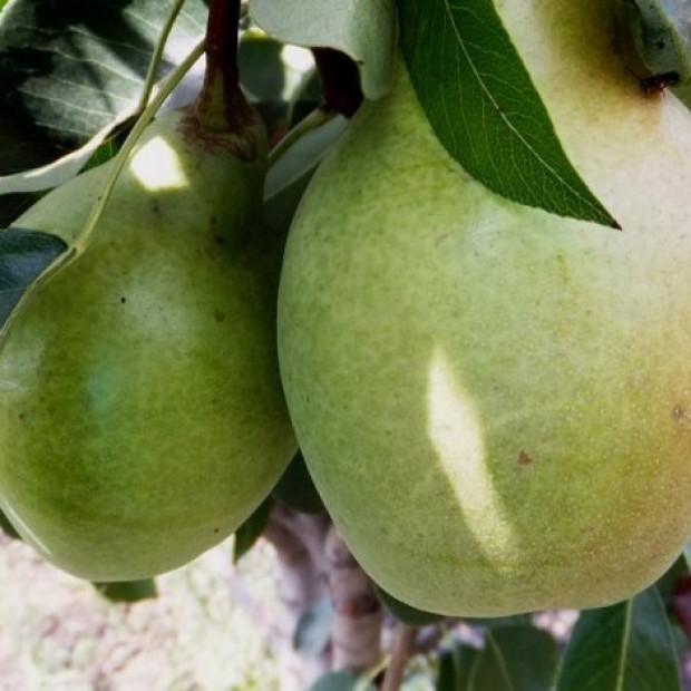 Фото 1. Груша «Просто Мария» в каталоге СЦ Корекозево