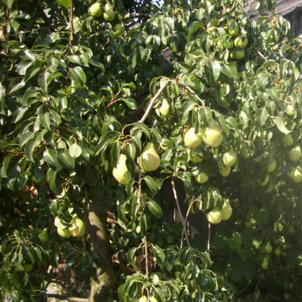 Фото 3. Груша «Просто Мария» в каталоге СЦ Корекозево