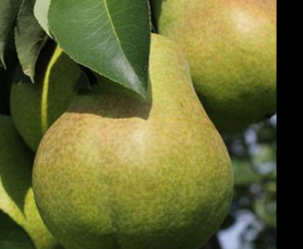 Груша «Тютчевская» в каталоге СЦ Корекозево