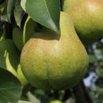 Миниатюра 2. Груша «Тютчевская» в каталоге СЦ Корекозево