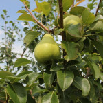 Миниатюра 3. Груша «Тютчевская» в каталоге СЦ Корекозево