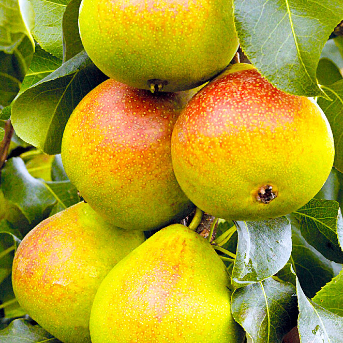 Груша «Дюшес» летний (Вильямс) в каталоге СЦ Корекозево