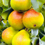 Миниатюра 1. Груша «Дюшес» летний (Вильямс) в каталоге СЦ Корекозево