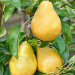 Миниатюра 3. Груша «Дюшес» летний (Вильямс) в каталоге СЦ Корекозево