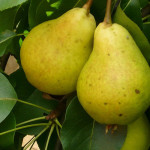 Миниатюра 4. Груша «Дюшес» летний (Вильямс) в каталоге СЦ Корекозево